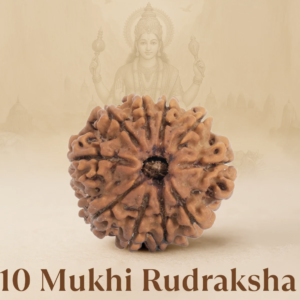 Original Siddh 10 Mukhi Rudraksha